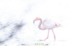 Flamant-rose_O7A1817