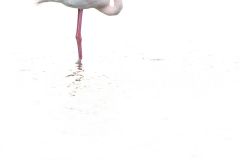 Flamant-rose_O7A1835