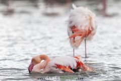 Flamant-rose_O7A1873