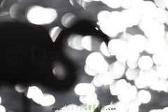 Flamant-rose_O7A1973