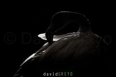 Flamant-rose_O7A2014