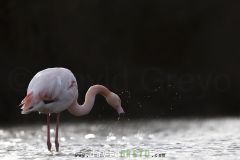 Flamant-rose_O7A2122