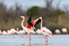 Flamant-rose_O7A2155