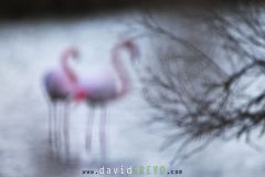 Flamant-rose_O7A2794