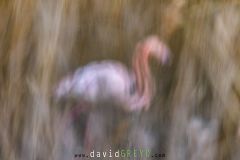 Flamant-rose_O7A2890