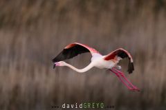 Flamant-rose_O7A3199