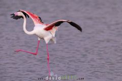 Flamant-rose_O7A3202