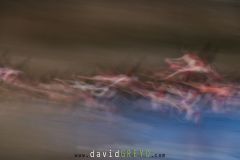 Flamant-rose_O7A3446