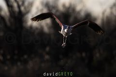 Flamant-rose_O7A3869