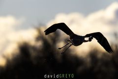 Flamant-rose_O7A3920