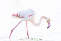 Flamant-rose_O7A3983
