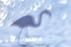 Flamant-rose_O7A4041