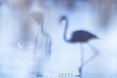 Flamant-rose_O7A4140