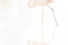 Flamant-rose_O7A4193