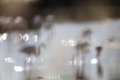 Flamant-rose_O7A4299