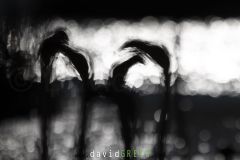 Flamant-rose_O7A4423