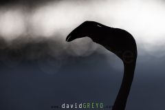 Flamant-rose_O7A4619