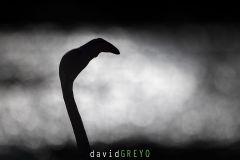 Flamant-rose_O7A4733