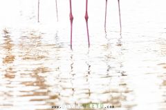 Flamant-rose_O7A4961