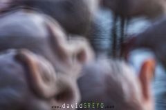 Flamant-rose_O7A4983