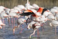 Flamant-rose_O7A5013