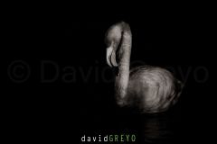 Flamant-rose_O7A5216