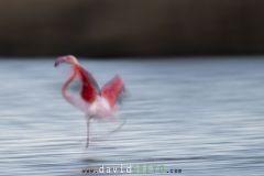 Flamant-rose_O7A5545
