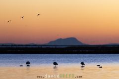 Flamant-rose_O7A6184