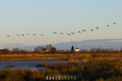 Flamant-rose_O7A6435