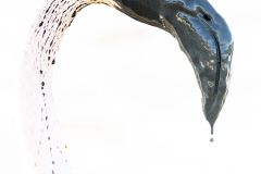 Flamant-rose_O7A7149