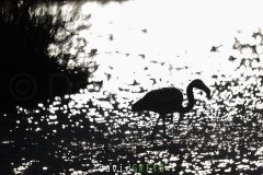 Flamant-rose_O7A7383