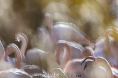 Flamant-rose_O7A7468