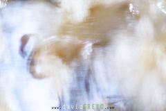 Flamant-rose_O7A7617