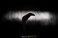 Flamant-rose_O7A7725