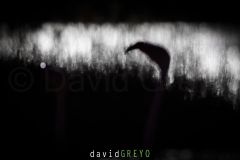 Flamant-rose_O7A7779