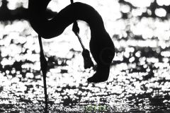 Flamant-rose_O7A7806