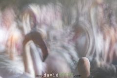 Flamant-rose_O7A8011