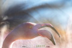 Flamant-rose_O7A8046