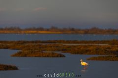 Flamant-rose_O7A8754