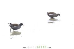 Gallinule-poule-deau_O7A2815