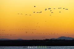 Grand-Cormoran_O7A6295