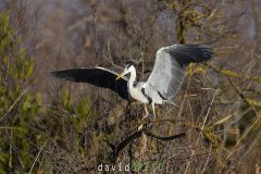 Heron-cendre_O7A5196