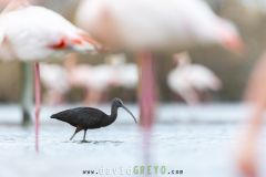 Ibis falcinelle