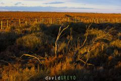 Pâturages de Camargue ; Camargue pastures