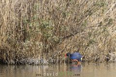 Taleve-sultane_O7A8244