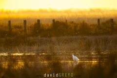 Aigrette garzette ; Little Egret