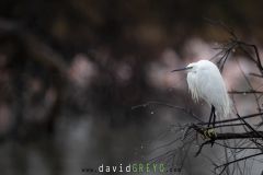 Aigrette garzette ; Little Egret