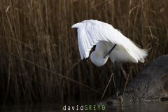 Aigrette garzette ; Little Egret