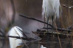 Aigrette-garzette_O7A4630