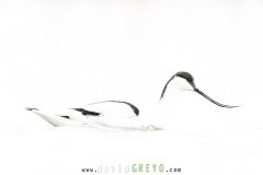 Avocette-elegante_O7A0913